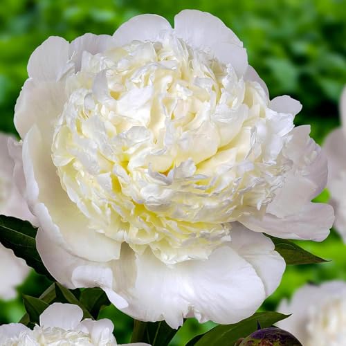 Thumbnail 3 de Collection Pivoines Passion 3 racines ⚙