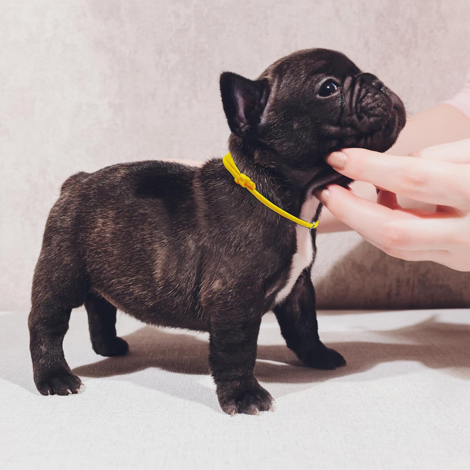 Detalle de JJWNMLL Puppy ID Collar L 17-28cm