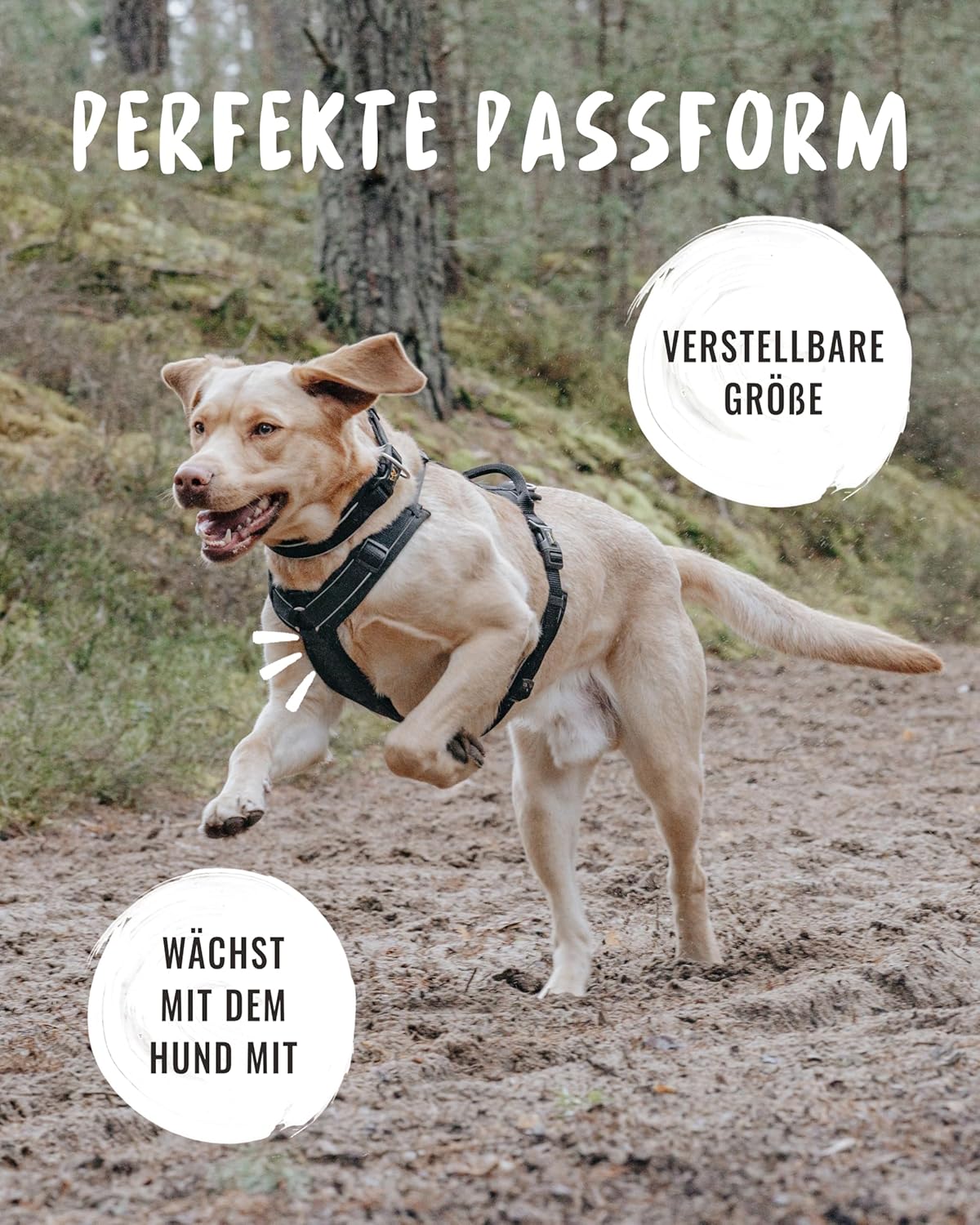 Detalle de Rudelkönig Paola Reflektierendes Hundegeschirr mit Haltegriff – Y-Design, verstellbar, geeignet für kleine bis mittelgroße Hunde