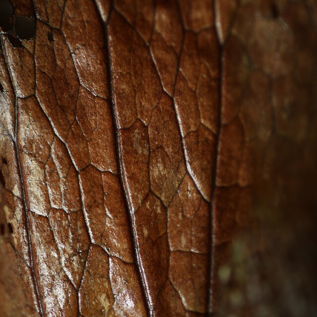 Thumbnail 5 de Canon RF 85mm F2 objetivo MACRO 1:2,0 IS STM 📷