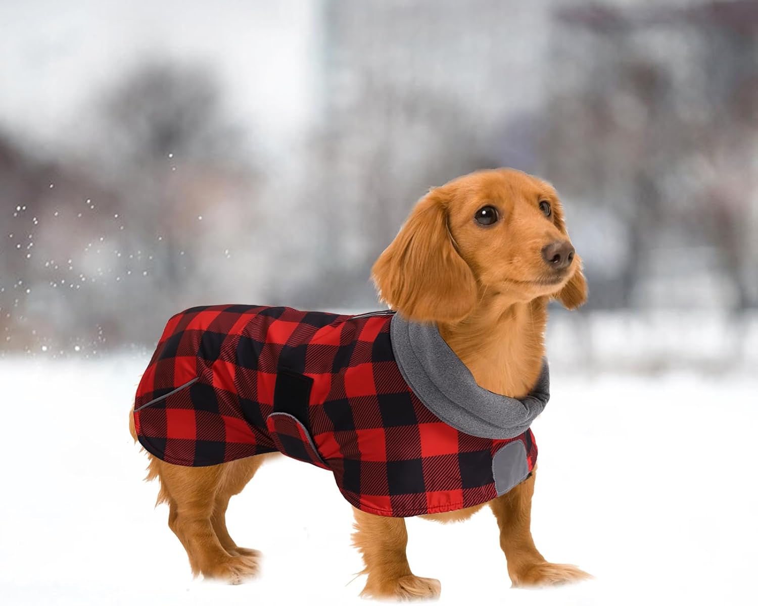 Thumbnail 5 de Dachshund Coats Waterproof: Sausage Dog Winter Coat with Reflective Stripe, XS