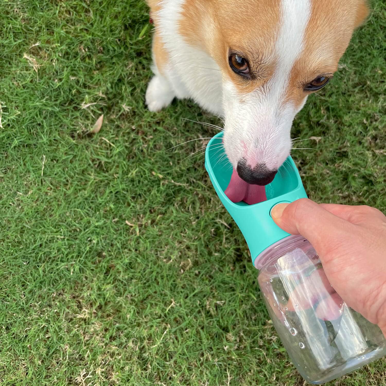 Thumbnail 1 de WePet Portable Dog Water Bottle 350ml – Leak-Proof, One-Press Dispenser for Outdoor Walks