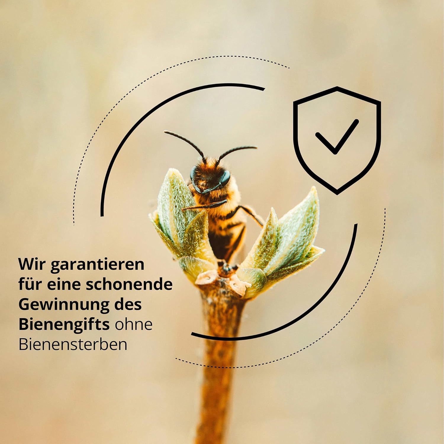 Thumbnail 6 de maorika Gesichtscreme mit Bienengift, Hyaluron & Manuka – Anti-Aging mit LSF 30 (3x 50 ml Sparpaket)