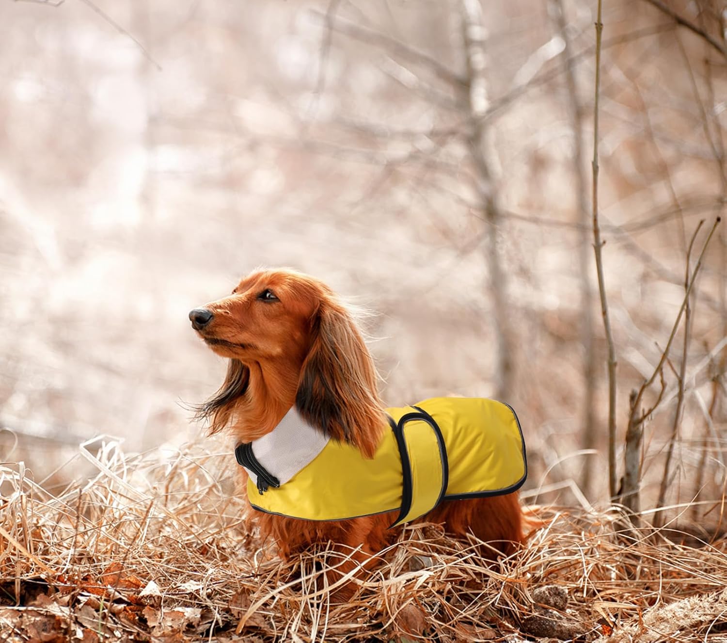 Thumbnail 6 de Dachshund Raincoat Reflective Trim