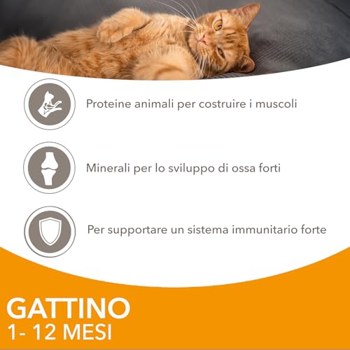 Detalle de IAMS Delights Kitten: Cibo umido pollo in salsa per gattini, 12 x 85 g