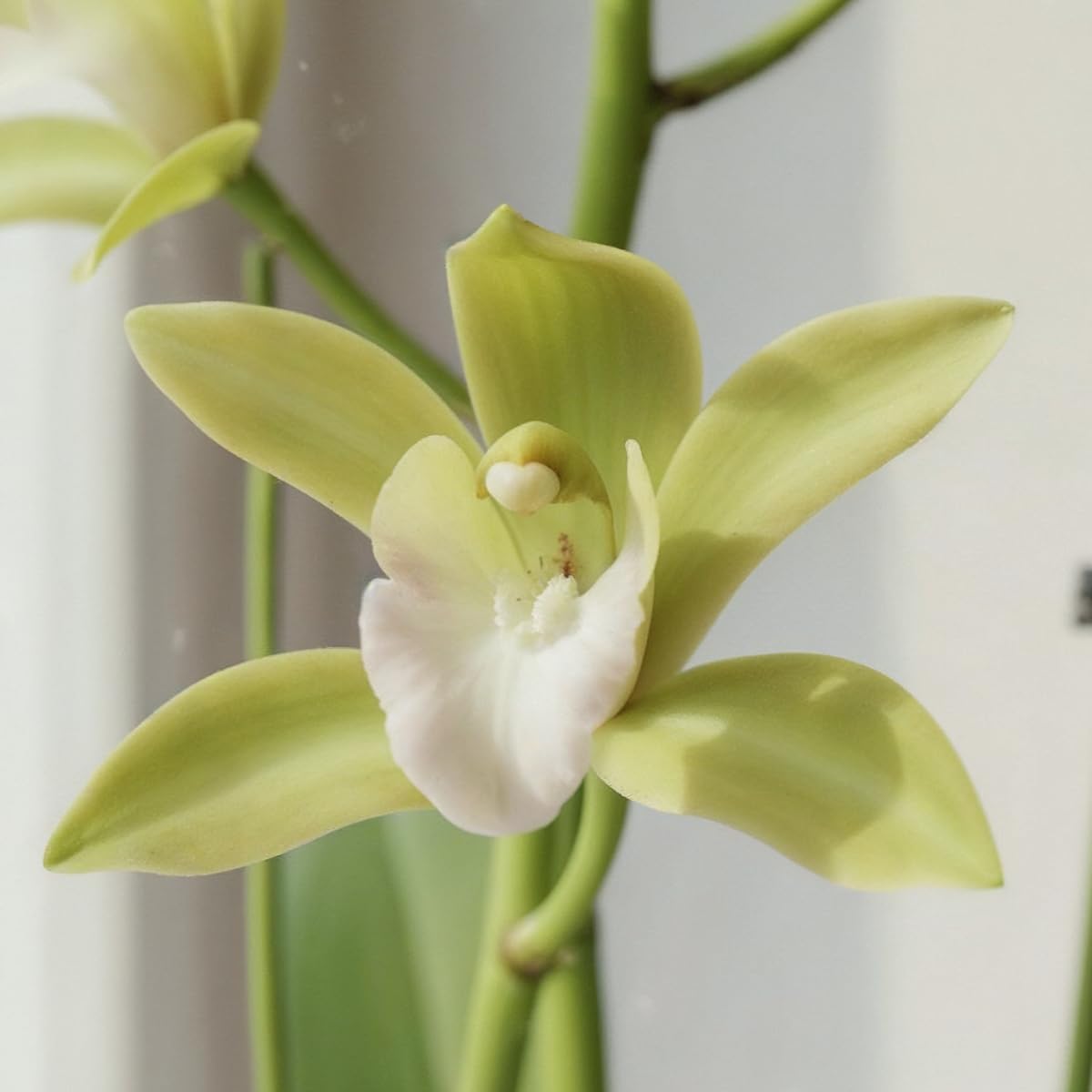 Detalle de DUTCH BULBS EXCLUSIVE PLANTS FROM HOLLAND 8720364058753 Orange Cymbidium Orchid, 60–70 cm