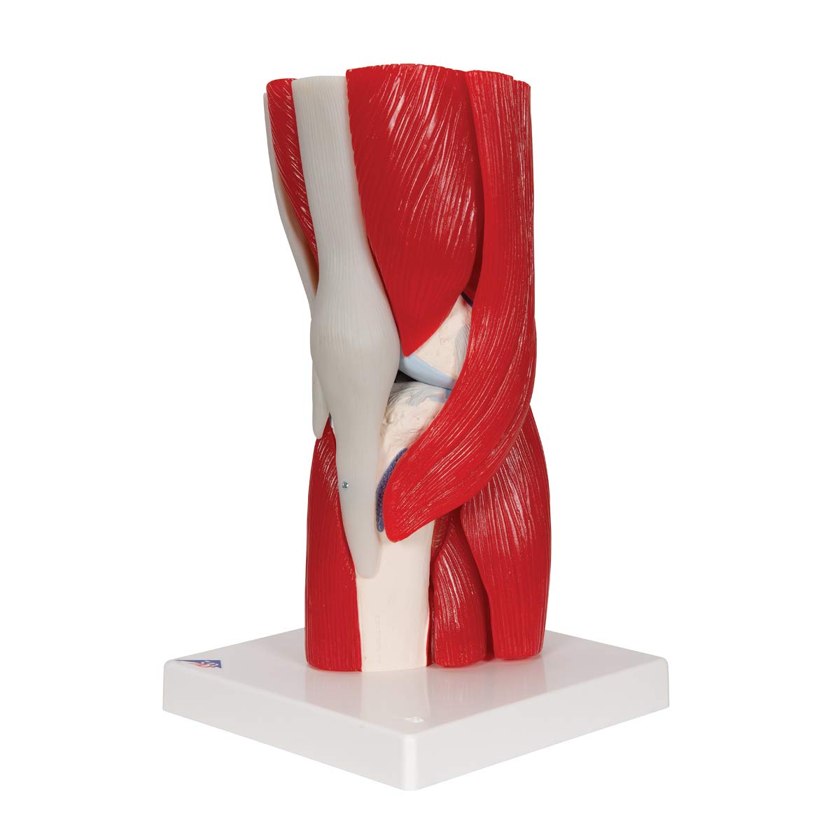 Thumbnail 5 de Modelo Anatómico Rodilla Humano 3B Scientific A882 🦵 con Músculos Desmontables