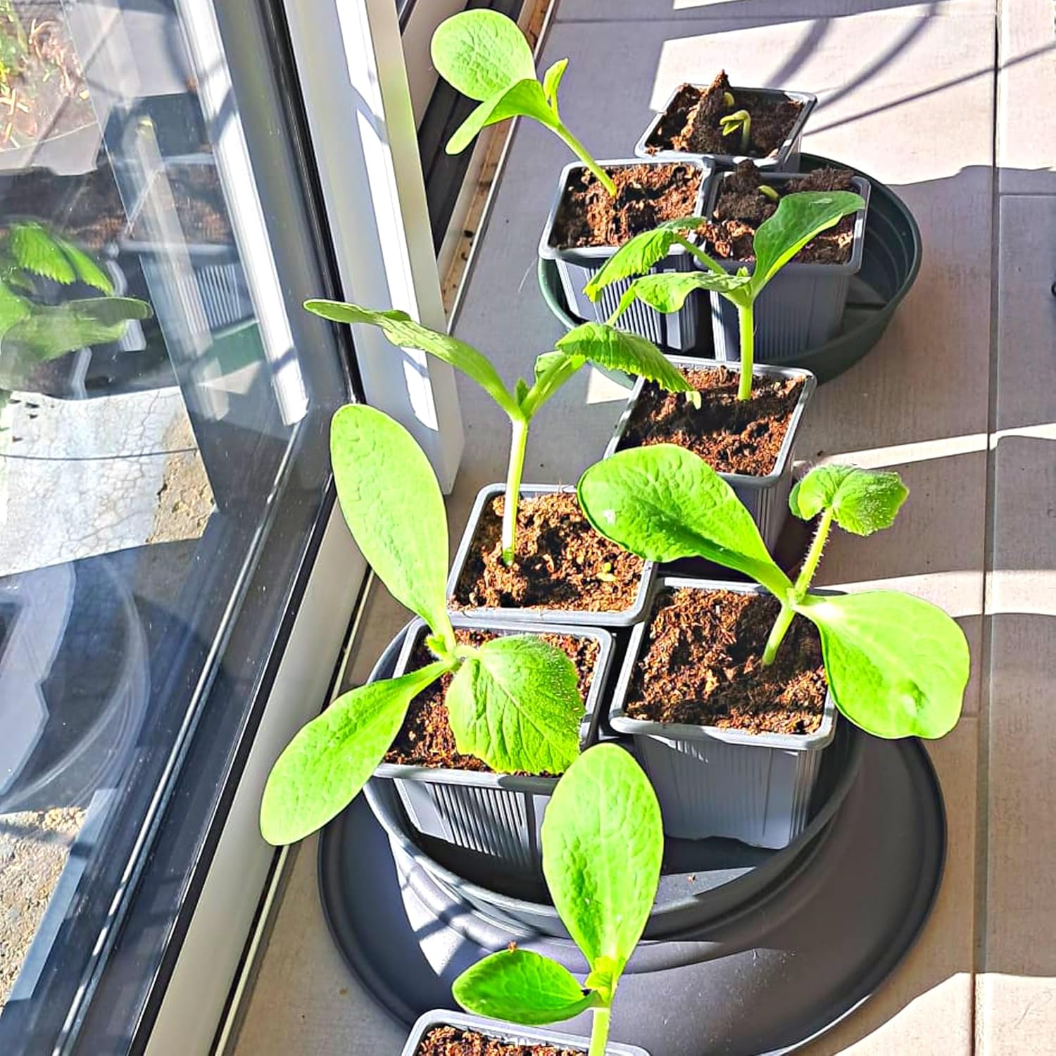 Thumbnail 6 de Verdonia lot de 70 godets en plastique 8 cm pour semis, repiquage et bouturage