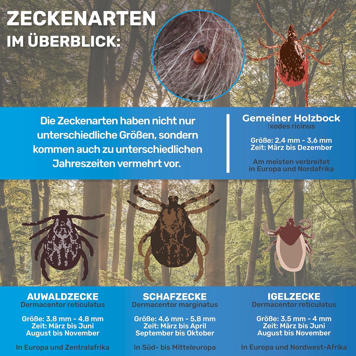 Detalle de BluePet 10er Set Zeckenentferner mit Tasche – Zeckenzange, Zeckenhebel, Zeckenpinzette und Zeckenkarte für Hund, Katze, Pferd & Mensch