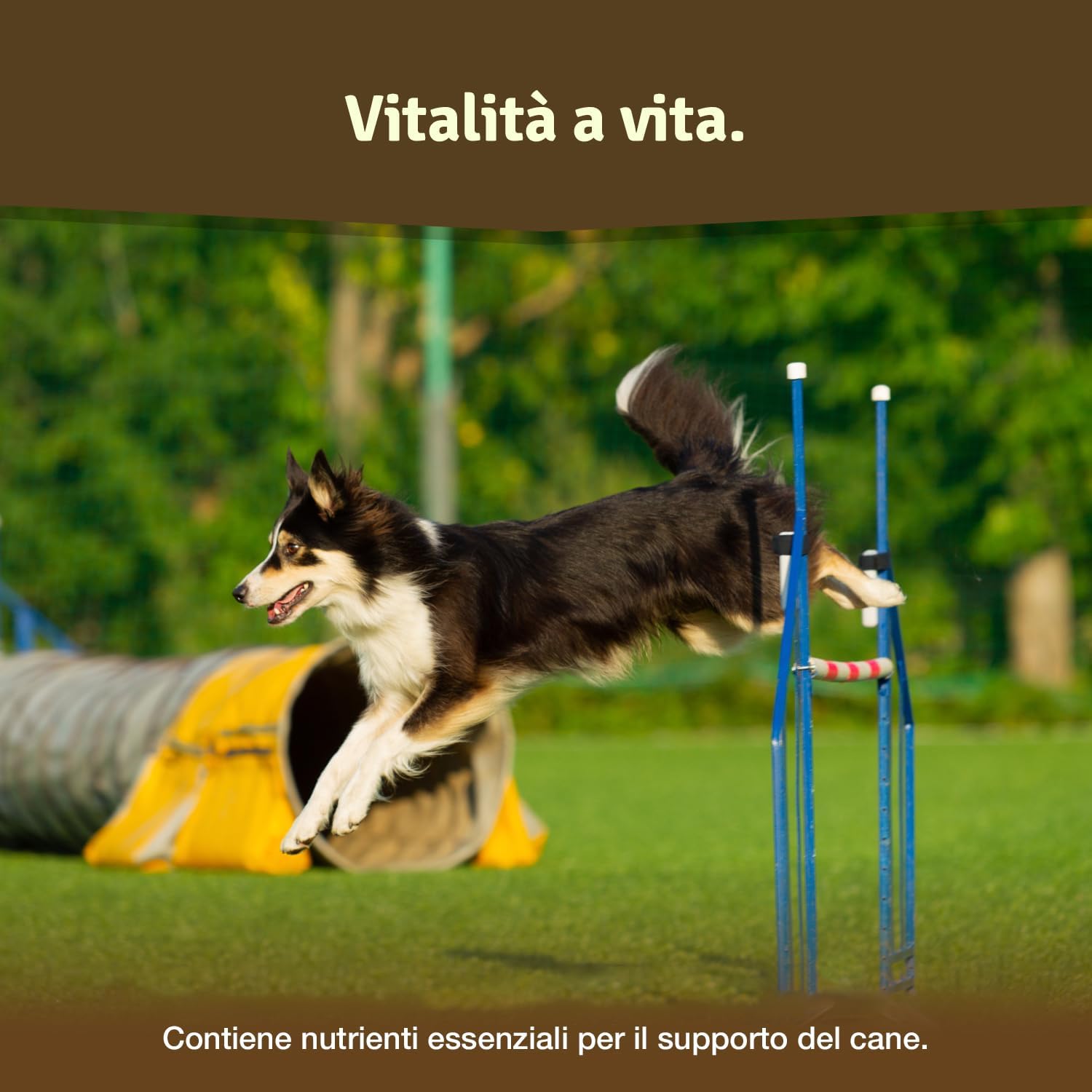 Thumbnail 2 de Veddelholzer VINCITORE COMPRESSE per cani