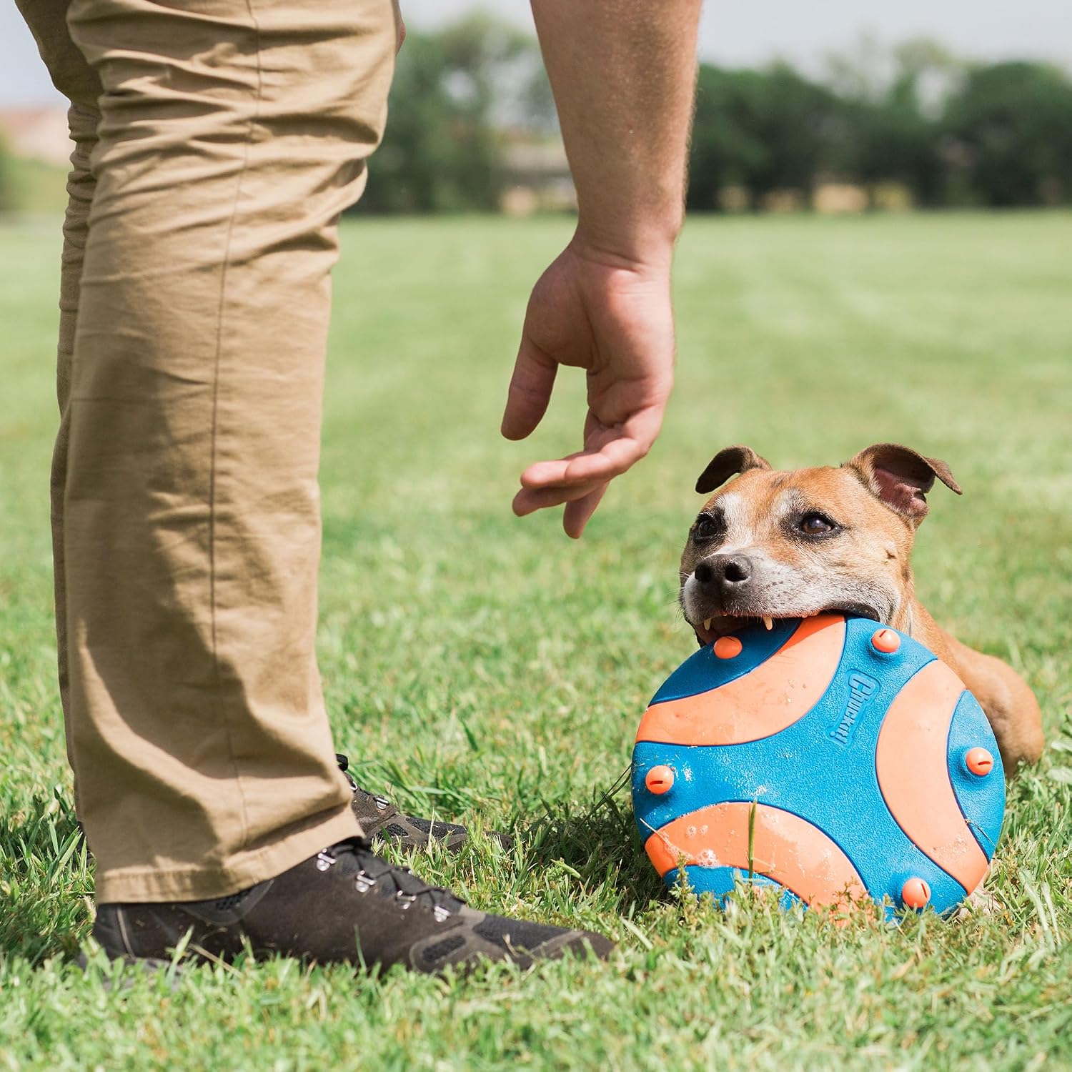 Detalle de Chuckit! Whistle Flight: Frisbee per Cani con Fischio Integrato (28 cm)