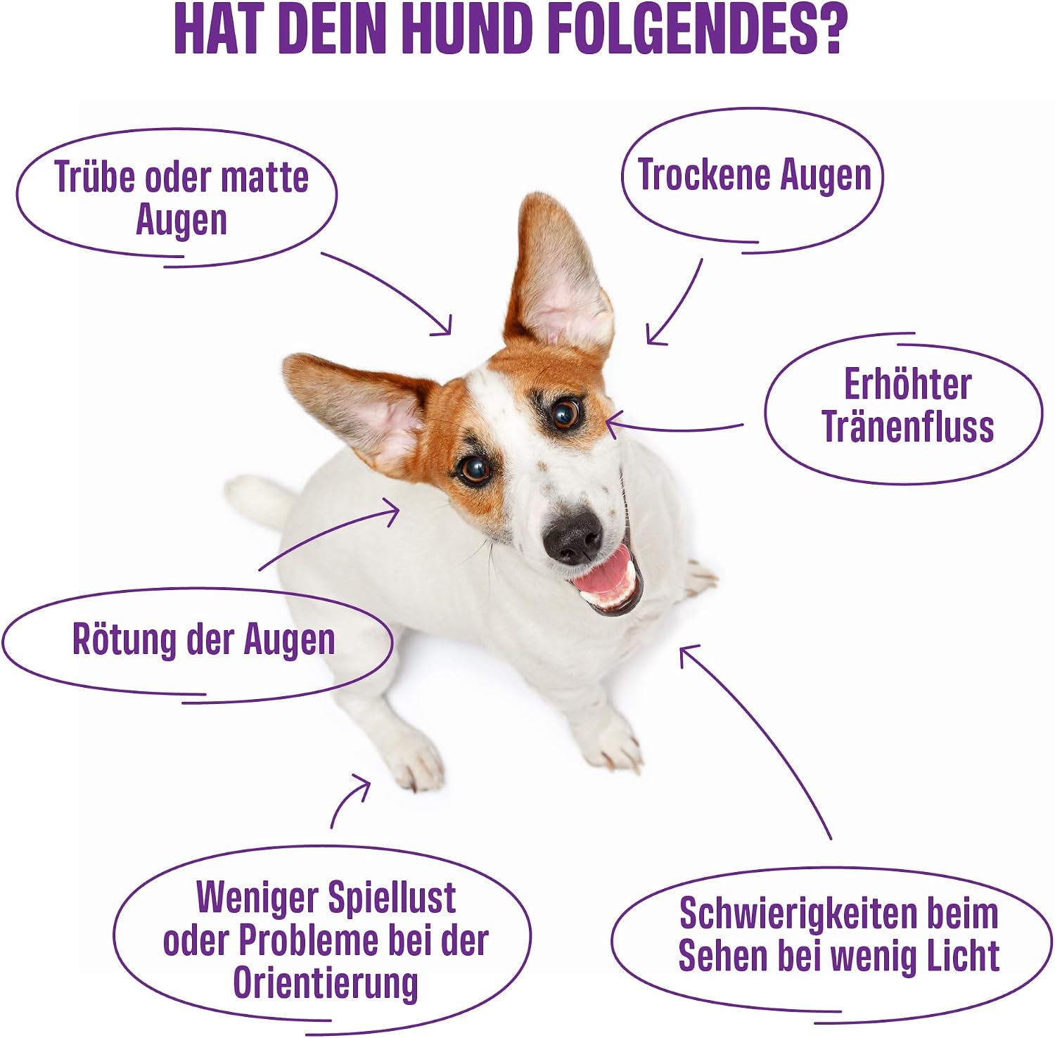 Detalle de ivvi Vision Augenpflege Snacks für Hunde mit DHA, Astaxanthin & Blaubeere – 60 weiche Snacks