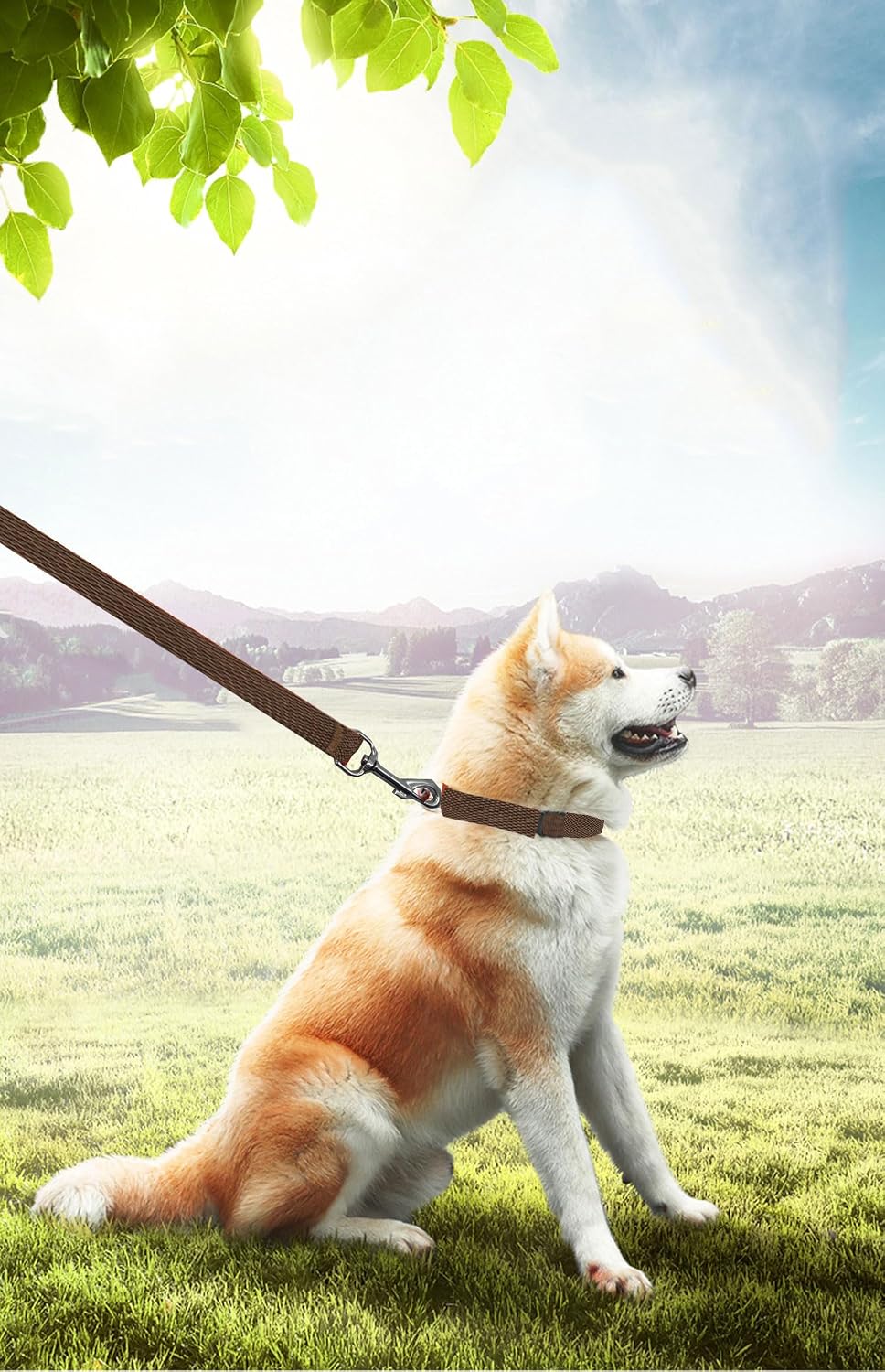 Detalle 1 de PETGOGO Long Dog Leash, 30 ft