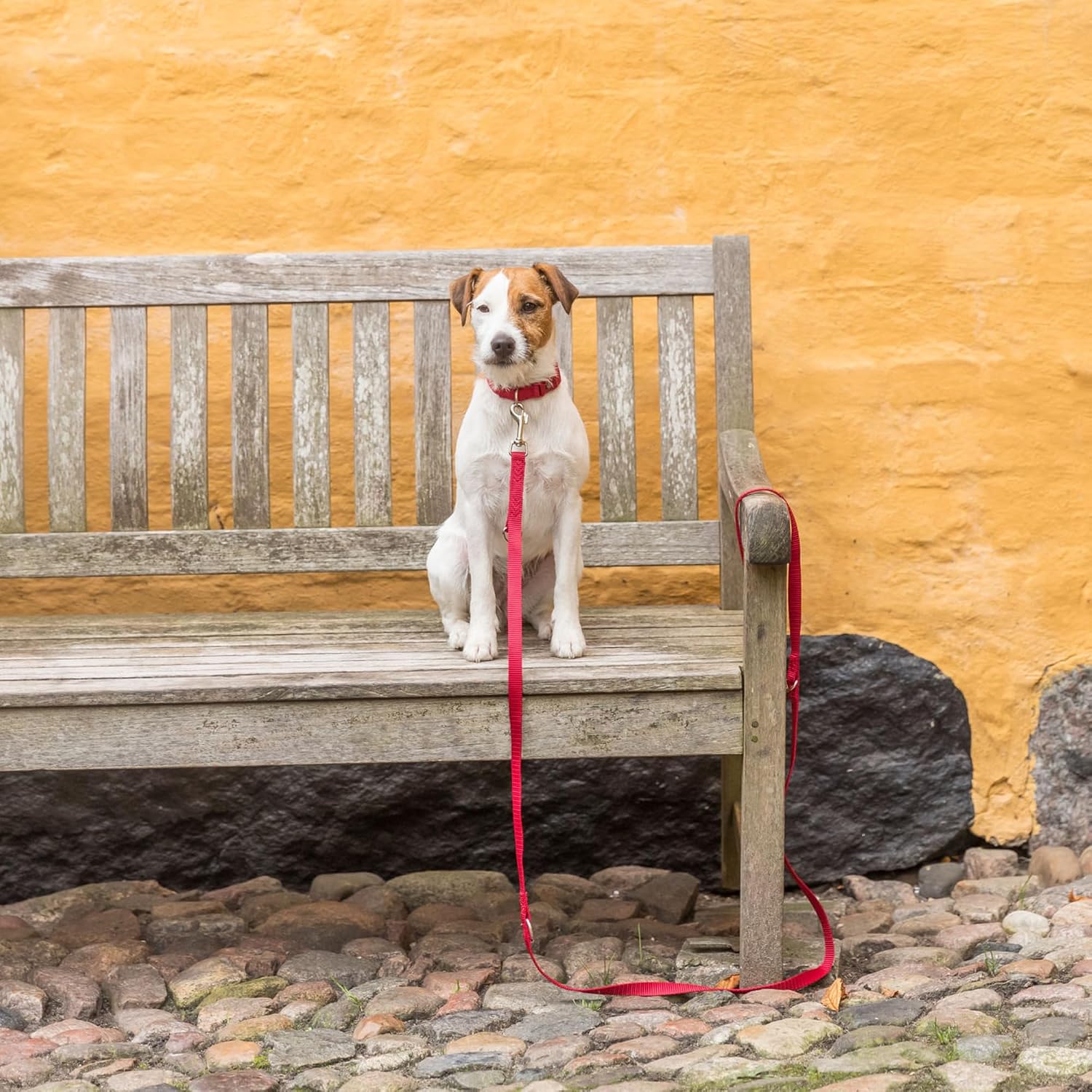 Detalle 2 de TRIXIE Premium justerbart hundkoppel XS–S, rött och 3-vägsjusterbart