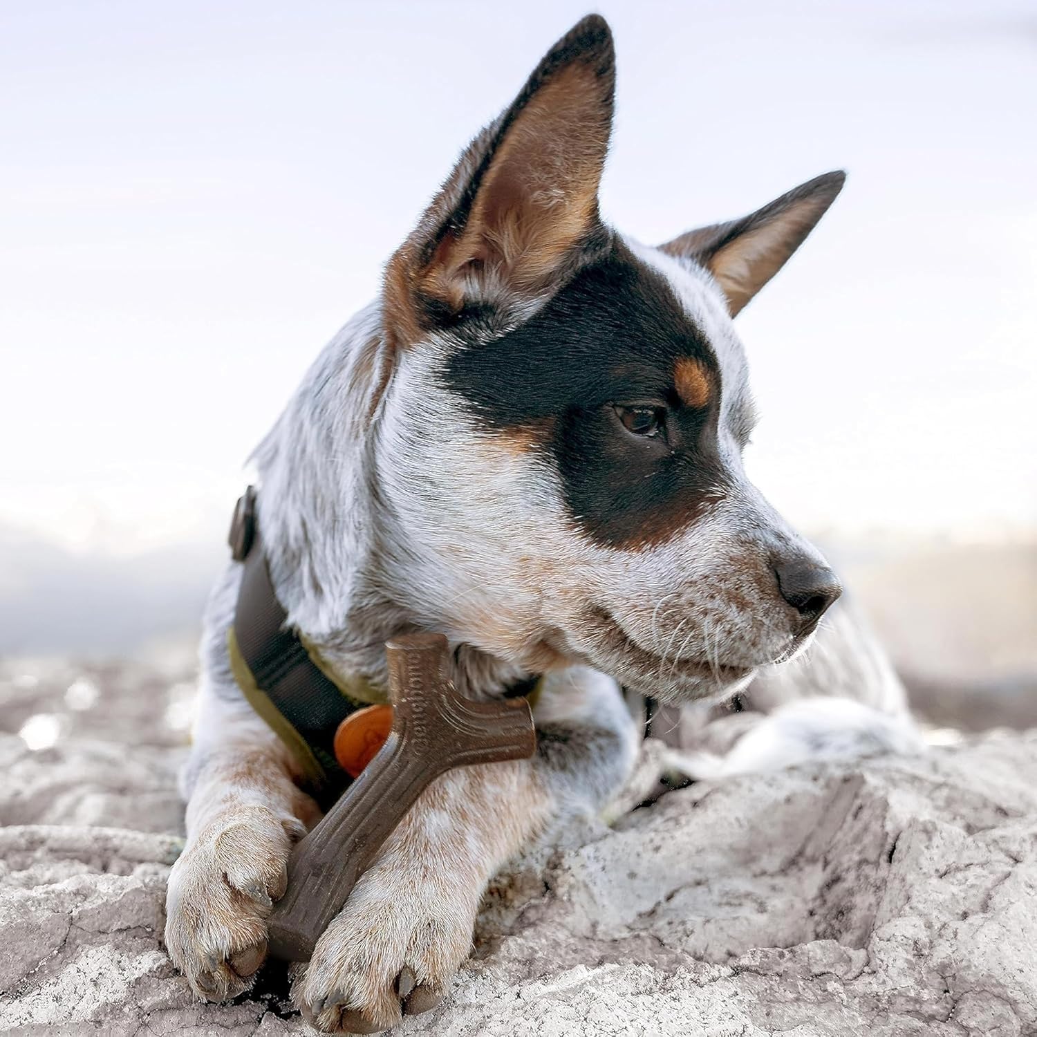 Detalle de Benebone Boîte Cadeau Indestructible à mâcher pour Chiot – Lot de 4 jouets Benebone