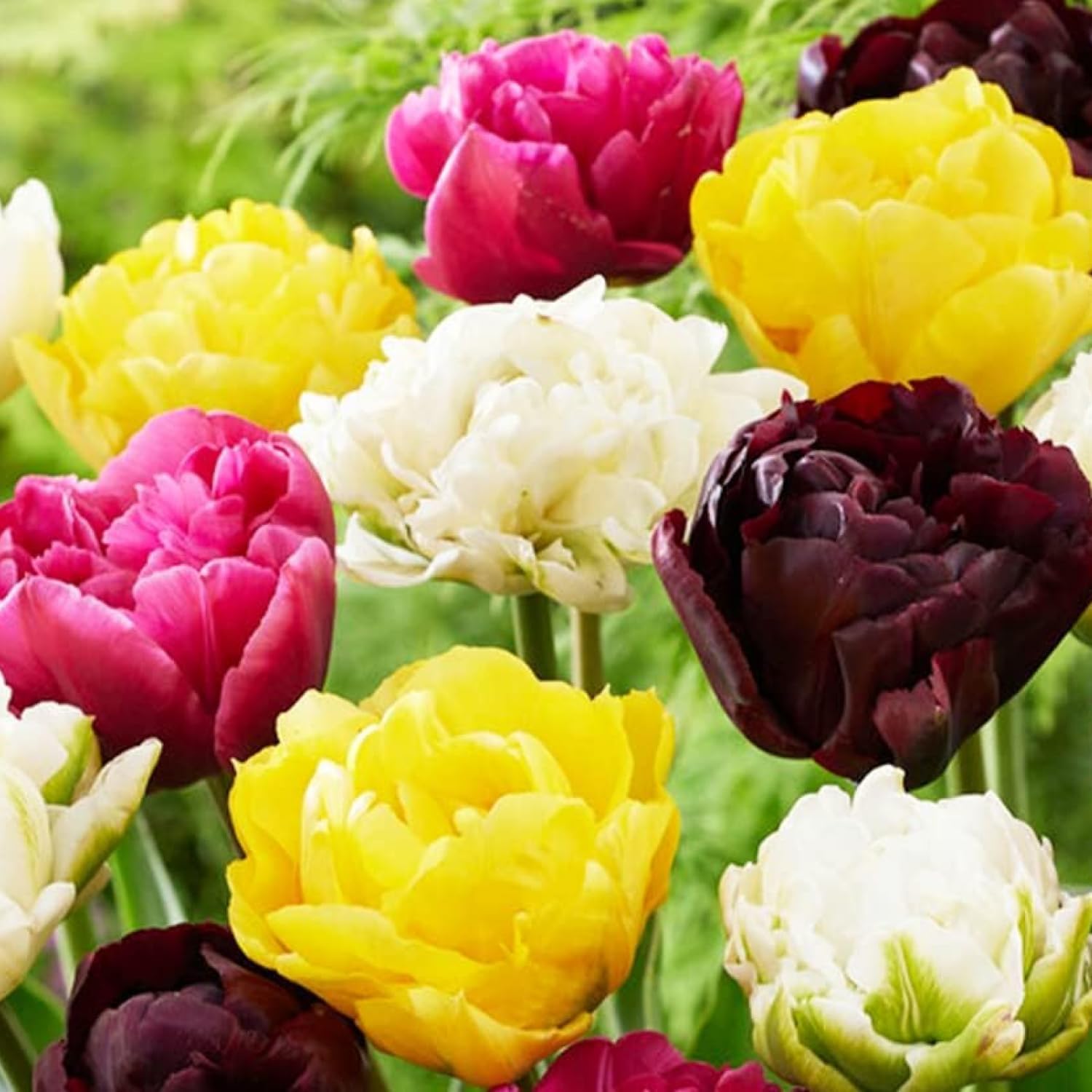 Detalle de DUTCH BULBS EXCLUSIVE PLANTS FROM HOLLAND dubbelbloeiende tulpenbollen, 25 stuks