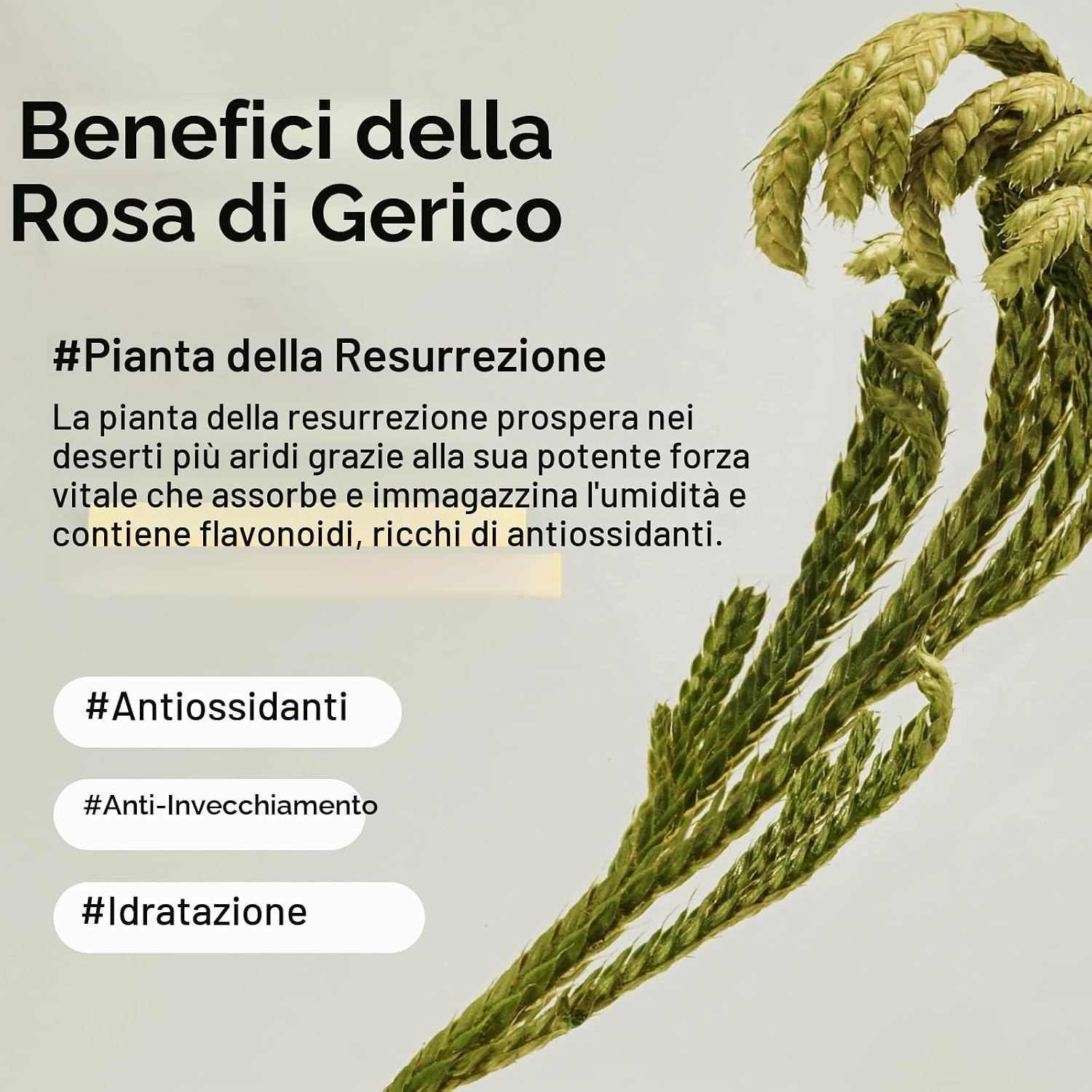 Detalle 2 de Abib Crema Contorno Occhi al Collagene Jericho Rose: sollievo per occhiaie e borse
