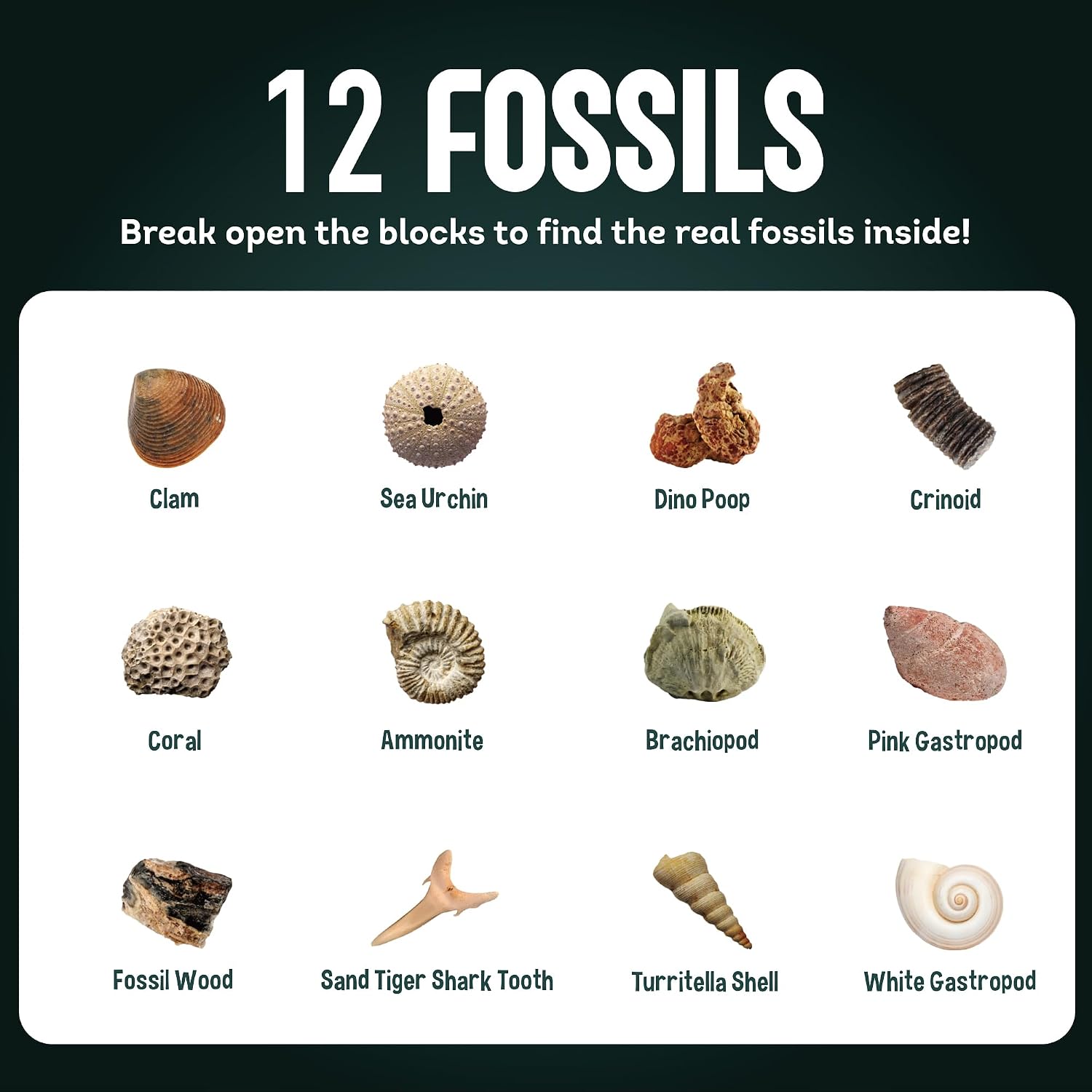 Detalle 2 de Gamerside Fossil Digging Kit, 12 Fossils