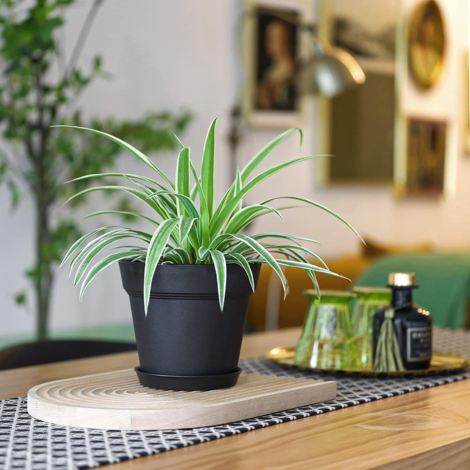 Thumbnail 5 de T4U Set di Vasi da Interno 19 cm con Sottovaso Nero – 6 Vasi Rotondi in Plastica con Fori di Drenaggio