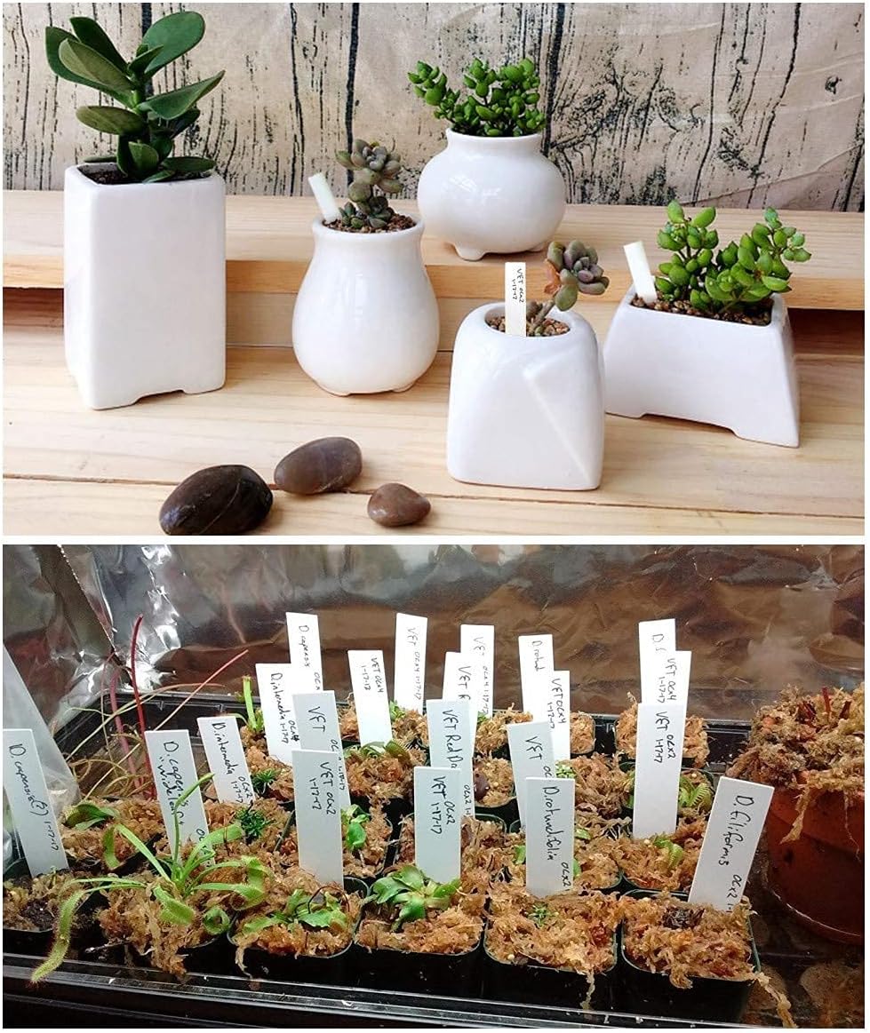 Thumbnail 6 de KINGLAKE étiquette plantes 10x2cm 100 pièces