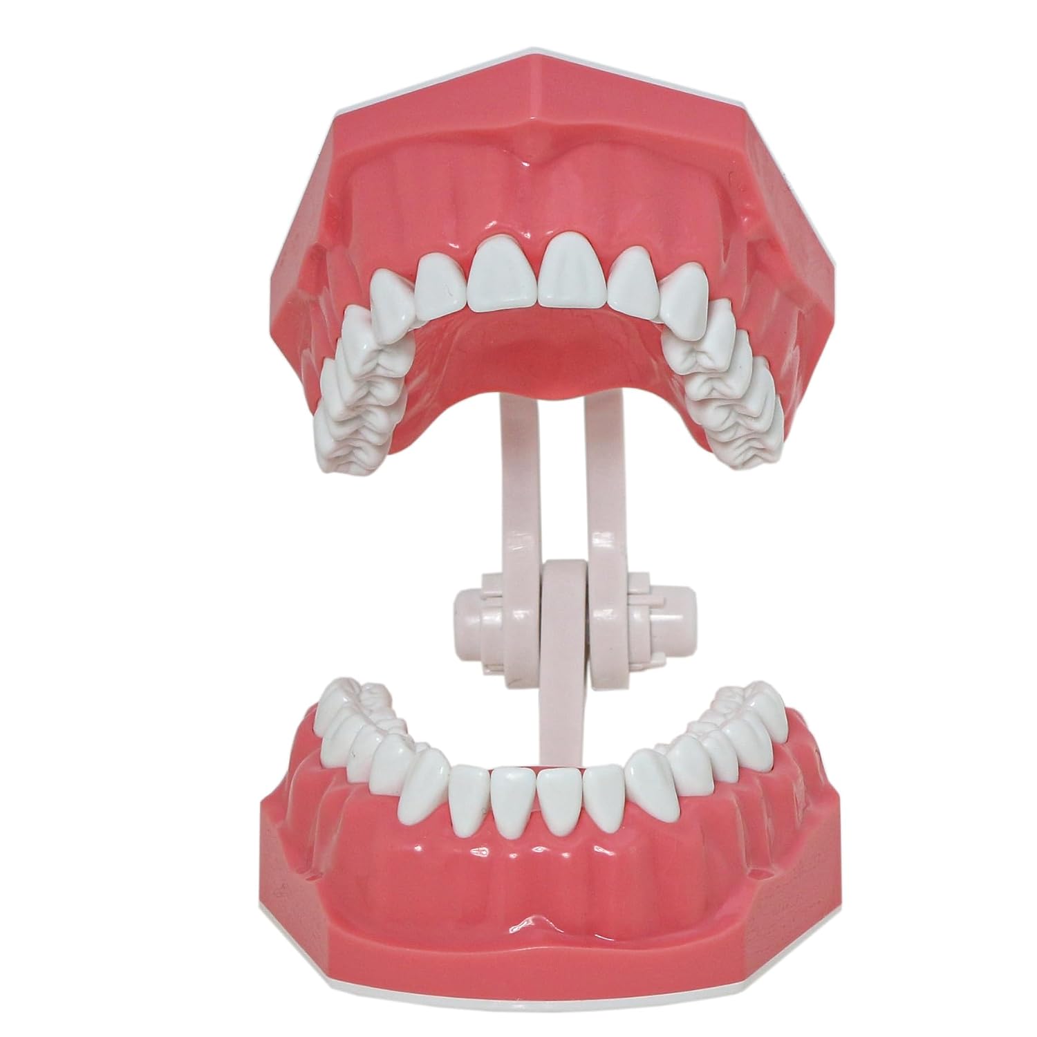 Detalle 2 de DENTALMALL Modèle dentaire standard pour brossage du fil dentaire, typodont et démonstration anatomique