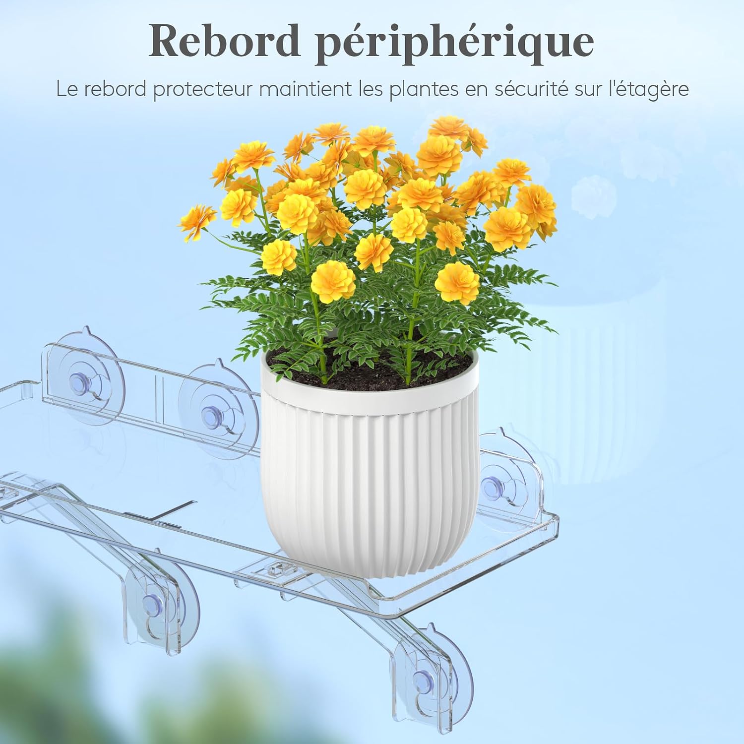 Thumbnail 6 de Lifewit 25075 plantenplanken voor vensterbank, set van 2 met zuignappen