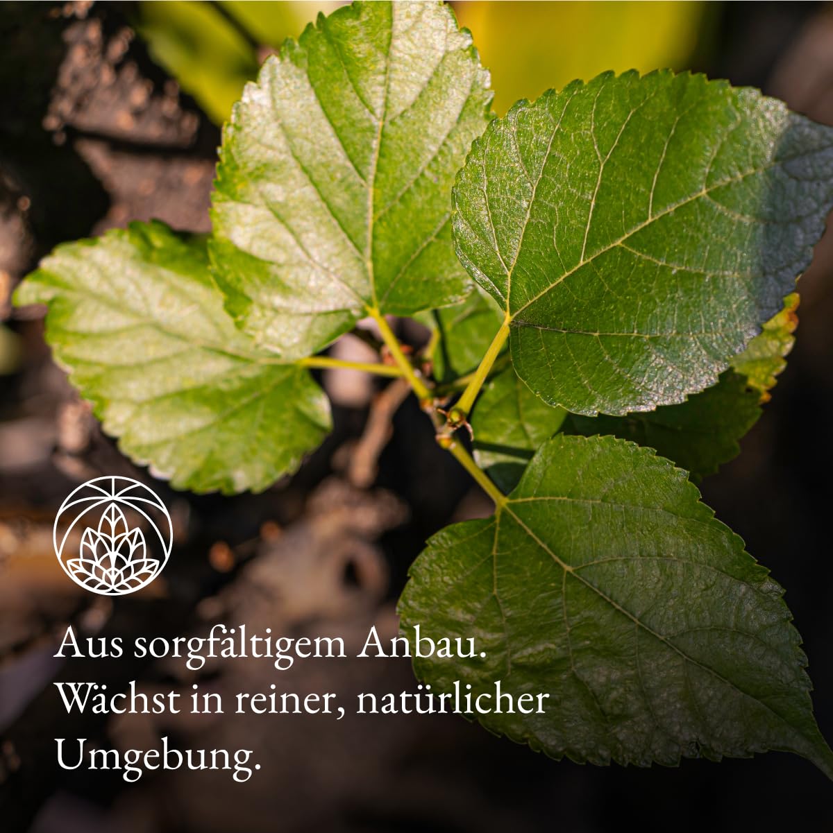 Detalle de Maulbeerblätter Tee Monte Nativo (300 g) – Reiner Kräutertee aus 100% fairem Anbau