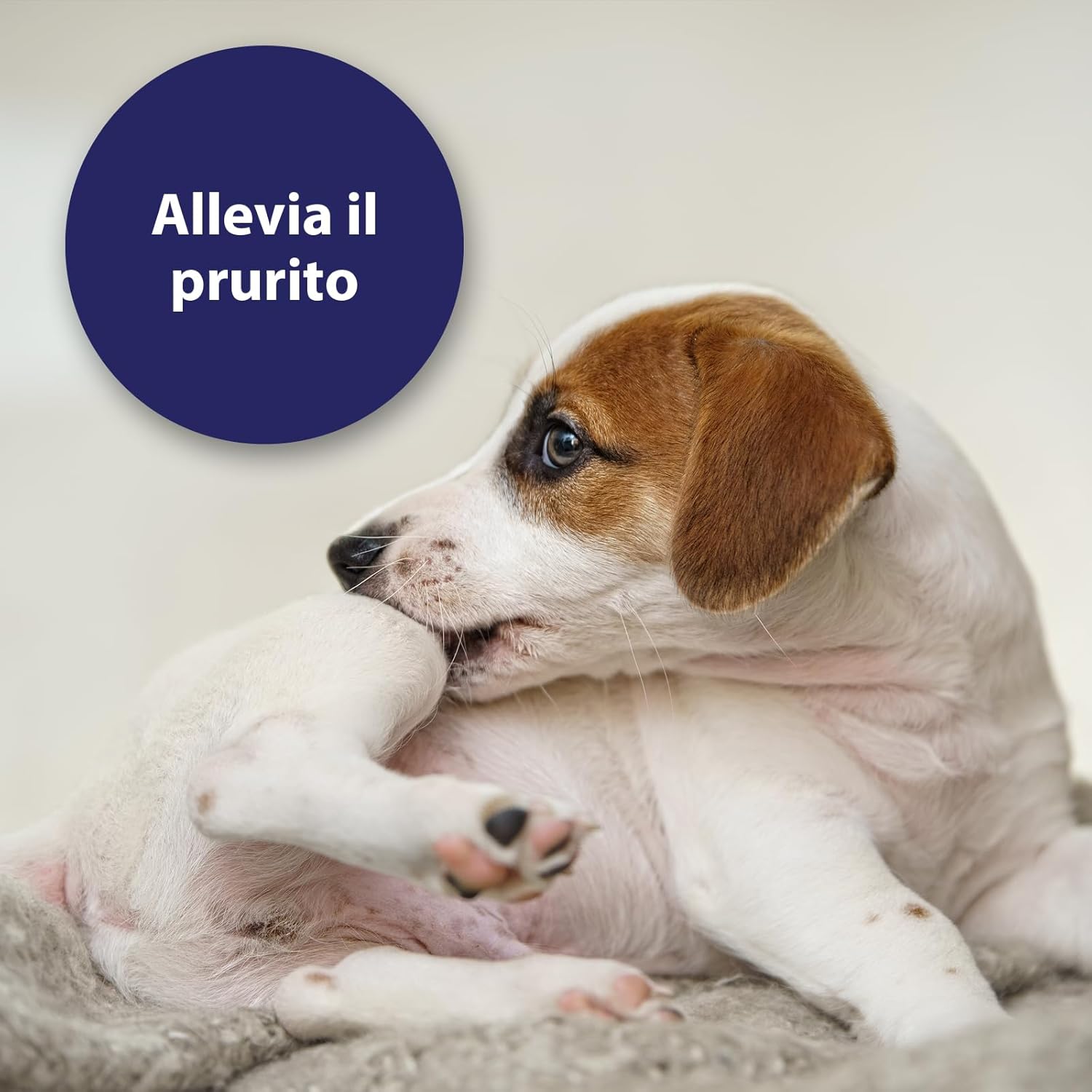 Thumbnail 4 de Canosept Micro Argento Spray per Cani 75ml – Cicatrizzante indolore con Aloe e Pantenolo