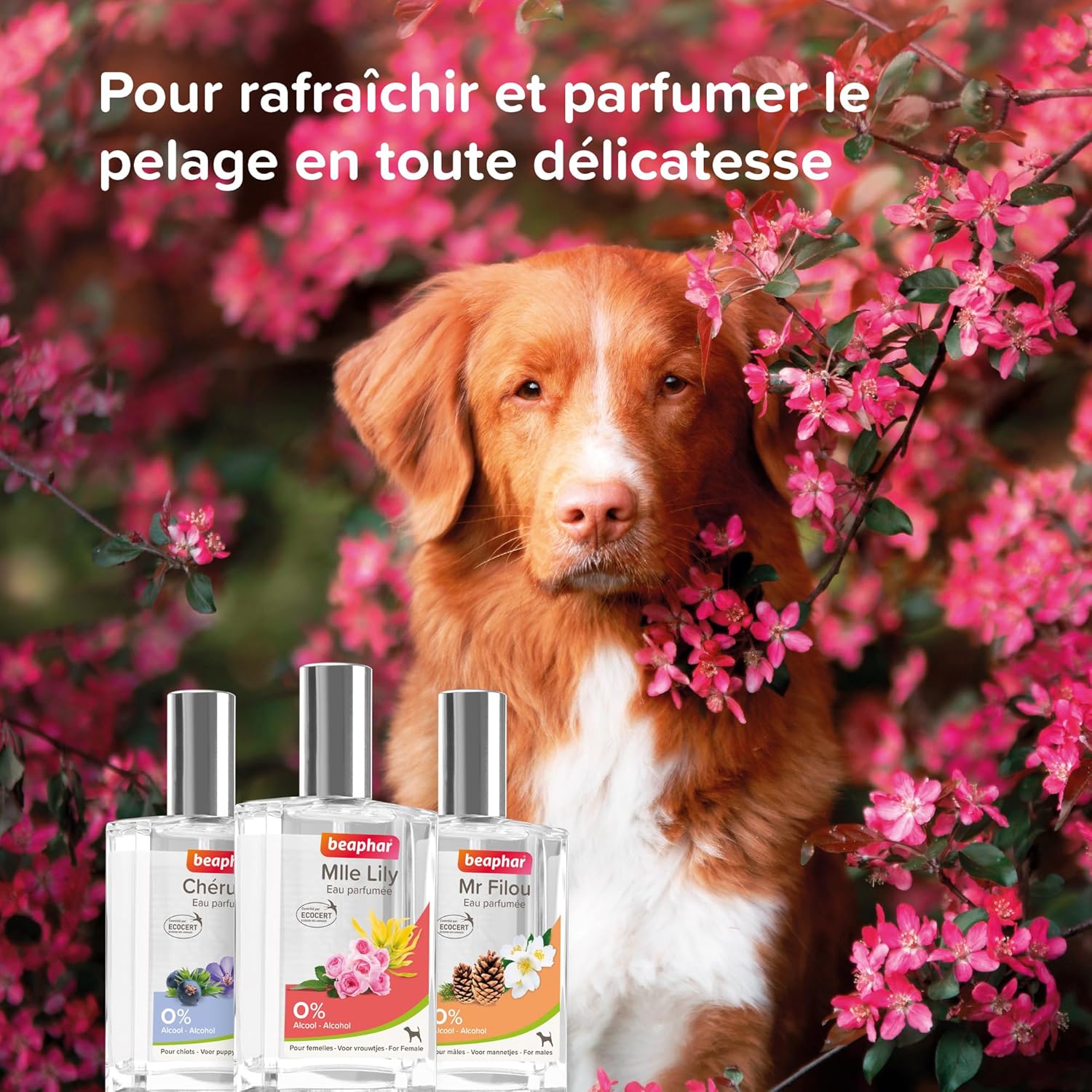 Detalle de BEAPHAR Mr FILOU Eau Parfumée labellisée ECOCERT pour Chien Mâle – 50 ml, sans alcool, 98% d’ingrédients naturels