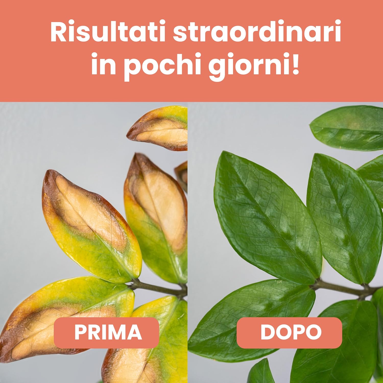 Detalle 2 de LERAVA Ferro Chelato per Piante (4x200 g) Rinverdente: clorosi ferrica e fertiliazione verde