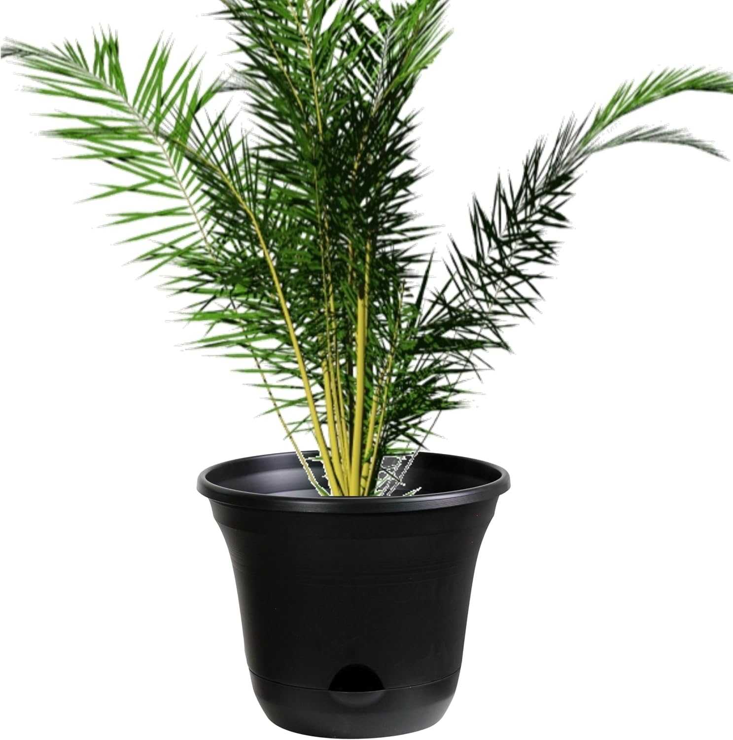 Thumbnail 5 de Olly & Rose San Marino Lazy Planters 25cm