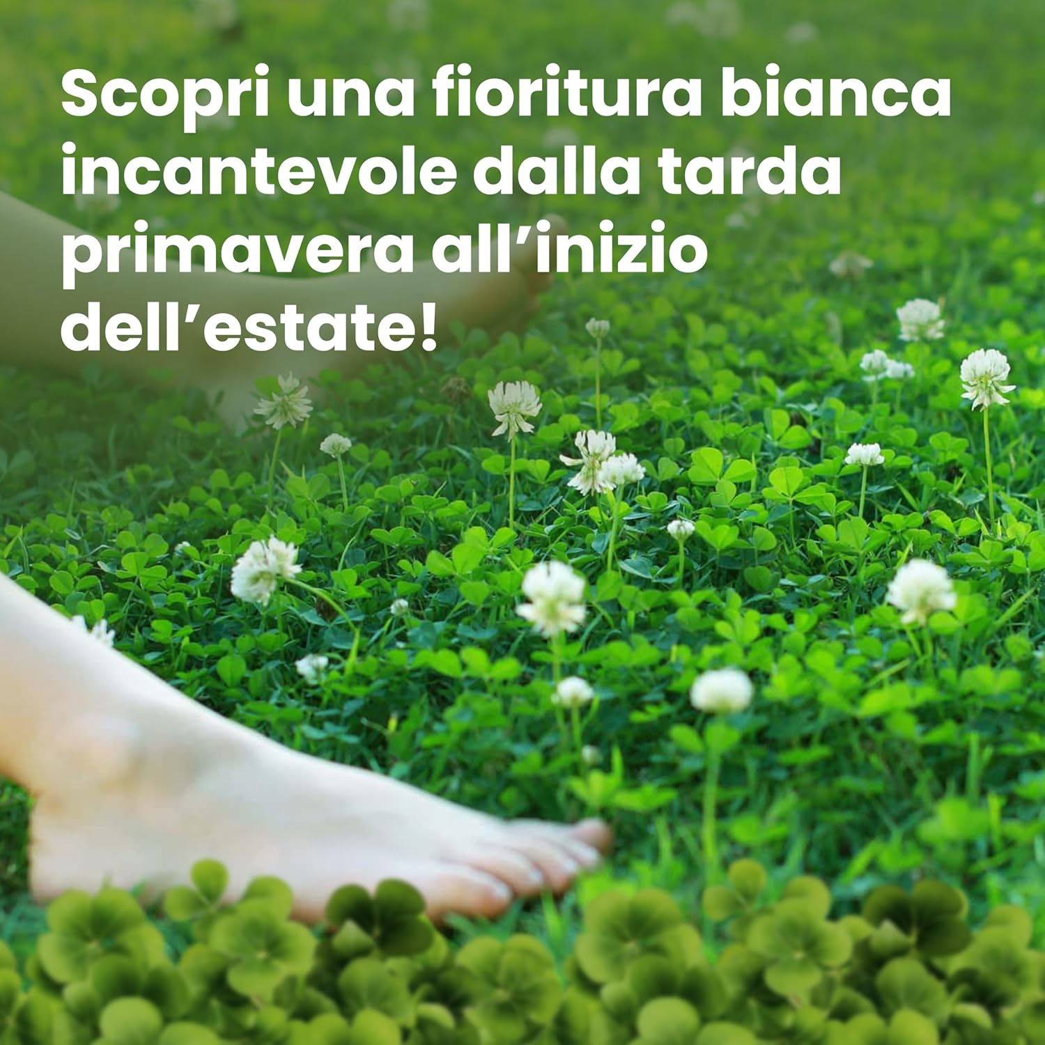 Thumbnail 6 de LERAVA Trifoglio Nano semi prato (50 m²) – non richiede taglio, crescita compatta e fioritura bianca