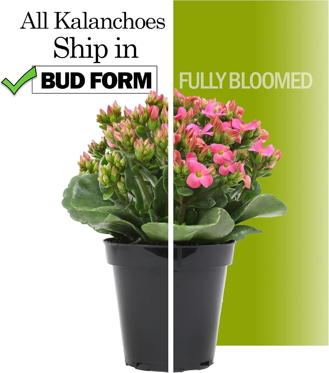 Thumbnail 4 de Kalanchoe Flowering Succulent Plants, 3-Pack