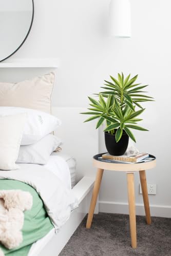 Thumbnail 5 de Oairse künstliche Dracaena, 41 cm, grün-gelb im schwarzen Topf