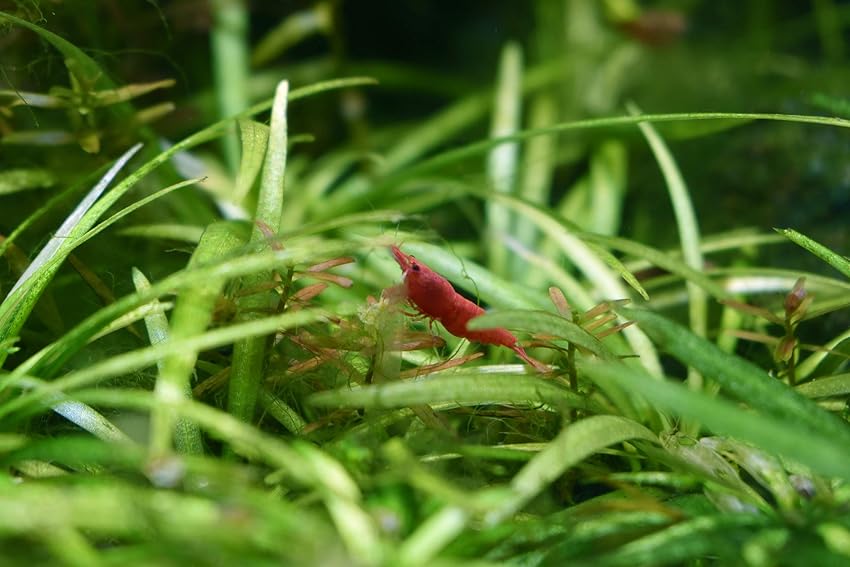 Detalle 2 de Seachem Purigen filtración para agua dulce 🐟