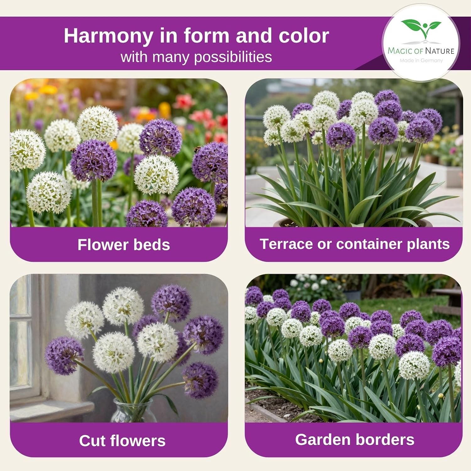 Thumbnail 4 de Magic of Nature Allium giganteum reuzen-sierui zaden, mix in paars en wit