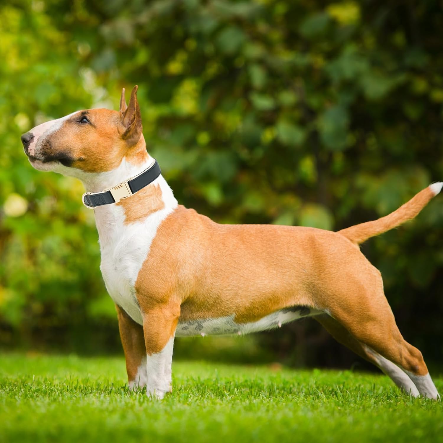 Thumbnail 1 de YUDOTE Soft Leather Dog Collar (Medium) with Safety Quick-Release Metal Buckle – Natural Cotton Padded, Black