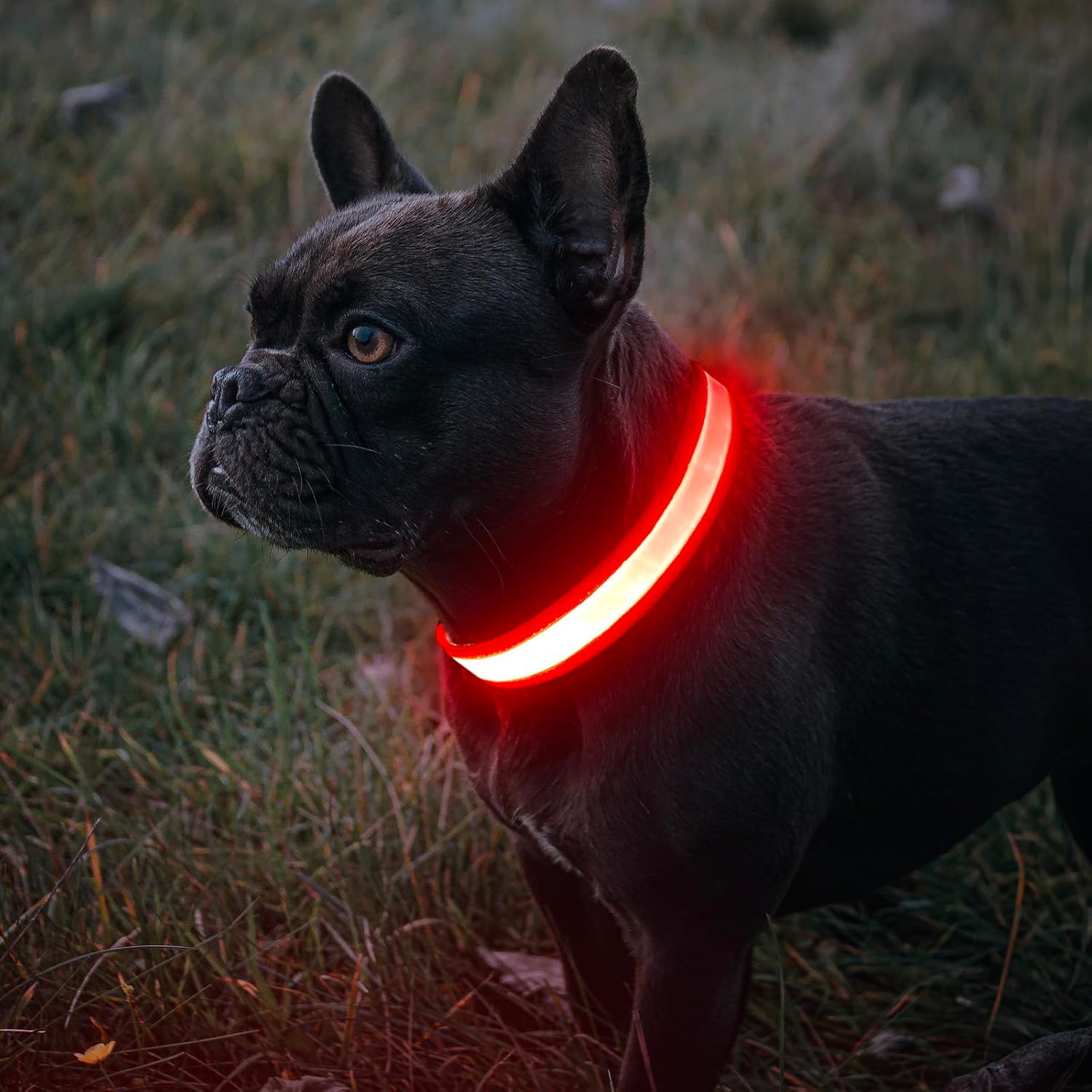 Thumbnail 1 de BiPawTi LED Leuchthalsband für Hunde
