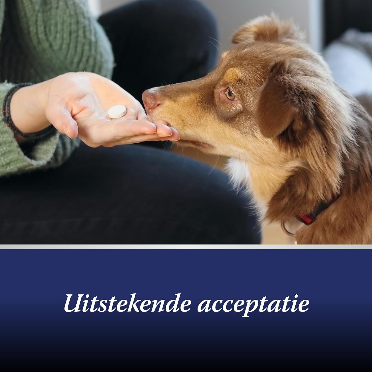 Thumbnail 5 de Canosept – Comprimés articulaires pour chiens (80 comprimés) – Moules vertes, glucosamine et oméga-3