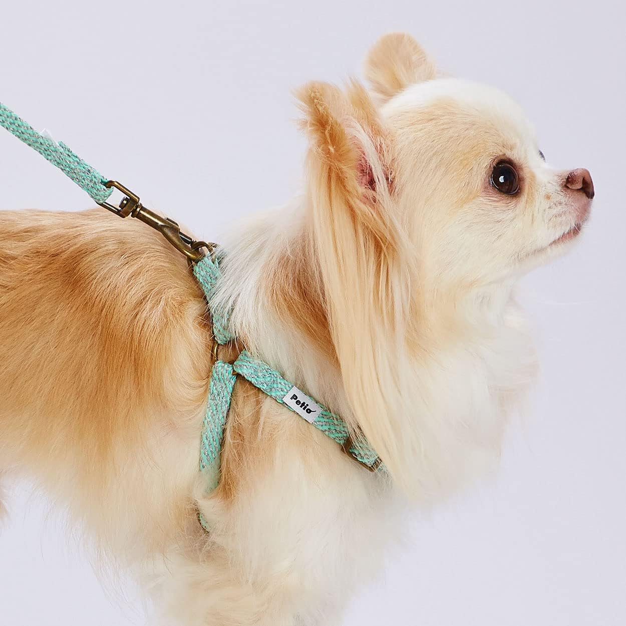 ペティオ フラッシュソフトリード SS 犬用リード 両面反射テープ・ブルー