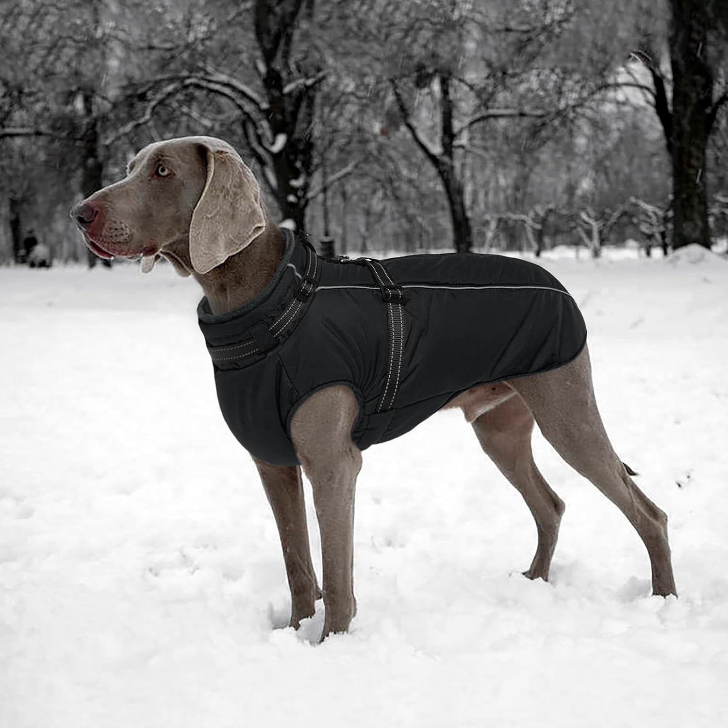 Thumbnail 5 de Lelepet Dog Coat XXXL