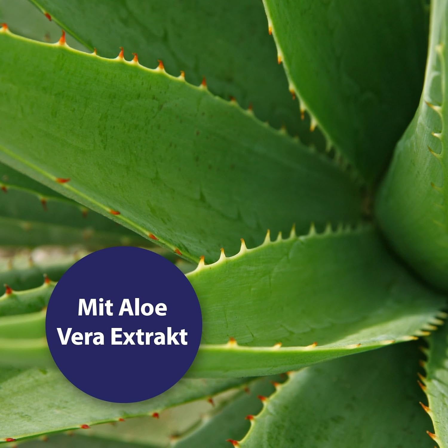 Detalle de Canosept Augenpflege-Pads für Hunde – 100 Stück, Augenreiniger mit Aloe Vera