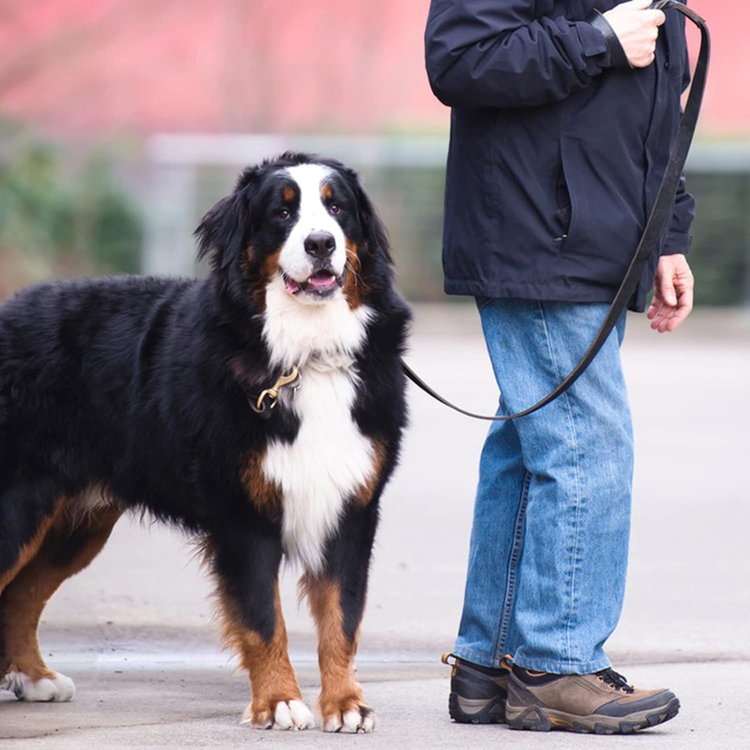 Detalle 1 de Meruogkar 本革犬用リード 6フィート 手編み・回転式フック ブラウン