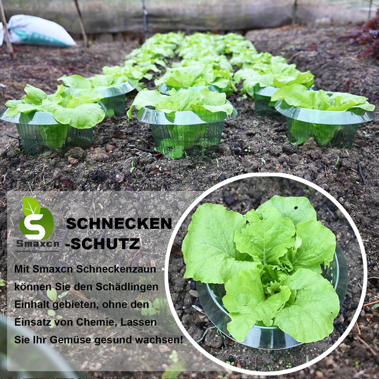 Thumbnail 4 de Smaxcn Schneckenschutzring – 30 Stück für Salat & Kohl, langlebig, chemiefrei