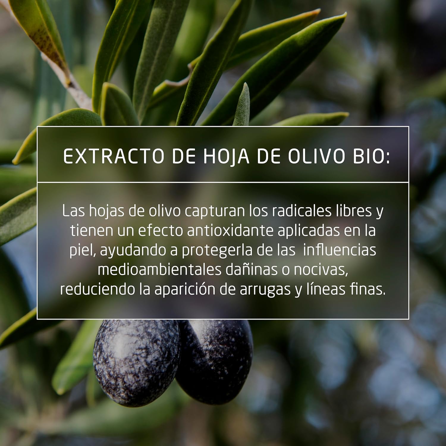 Thumbnail 5 de Weleda - Skin Food Crema Nutritiva 🌿 Hidrata y Repara Piel