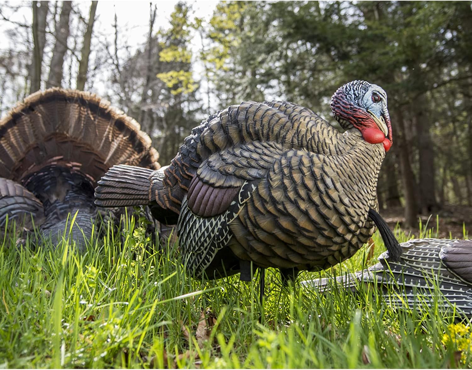 Detalle 2 de Avian X LCD 1/2 Strut Jake Turkey Decoy