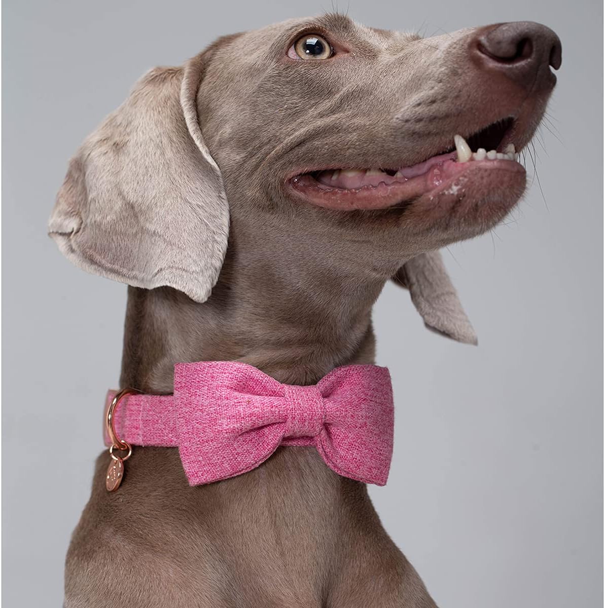 Detalle 2 de DOGWONG Dog Collar, Cotton
