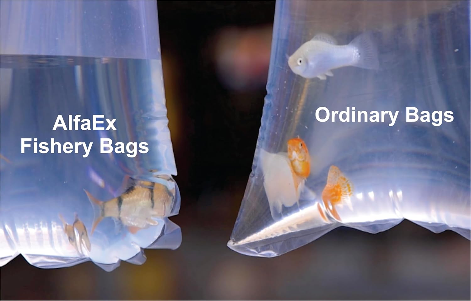 Detalle de AlfaEx Fishery Bags 7" x 20" — Leak-Proof, Clear, Rounded-Bottom Bags (Pack of 25)
