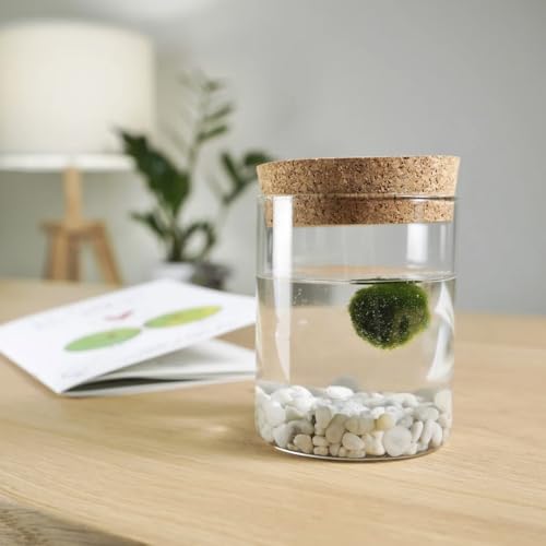 Detalle 2 de KAKI Marimo originale in vaso di vetro con tappo in sughero – artigianale, Made in Italy