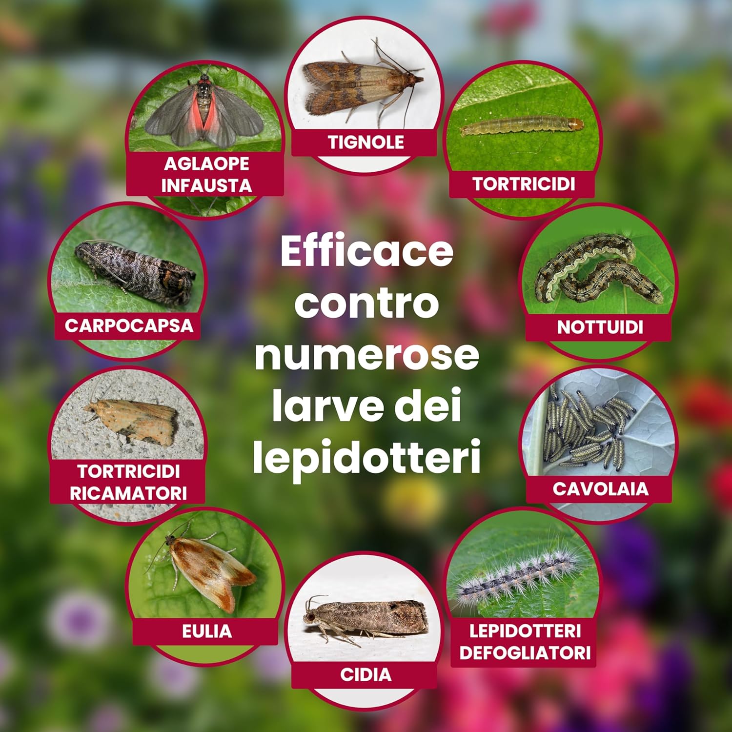 Thumbnail 2 de LERAVA Bacillus Thuringiensis Kurstaki (100 g): insetticida biologico per piante, protezione da bruchi e cavolaia